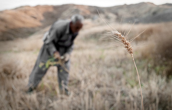 خسارتی که خشکسالی به مزارع گندم امیدیه وارد کرد