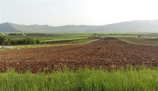 137 هزار هکتار از اراضی کشاورزی قزوین به زیر کشت گندم می رود