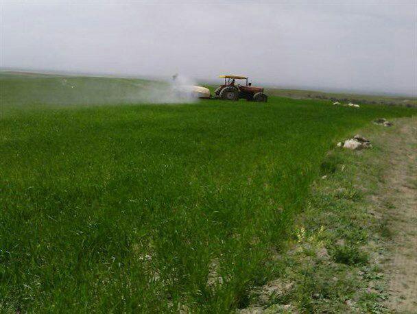 اجرای عملیات مبارزه با پوره سن غلات در 15 هزار هکتار از مزارع کشاورزی بوئین زهرا