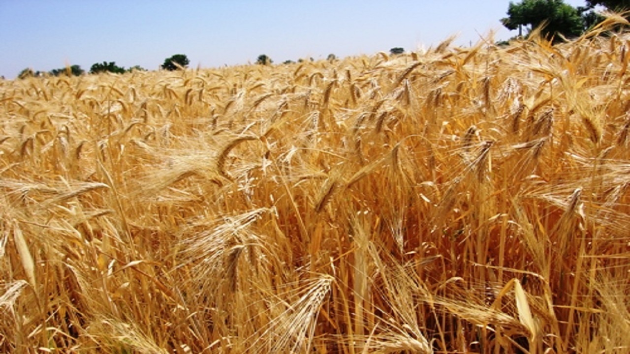 اجرای طرح افزایش عملکرد گندم در مزارع کشاورزی قزوین
