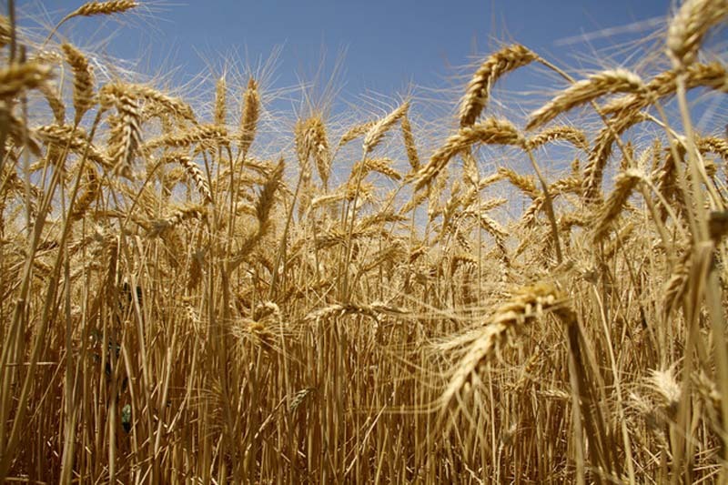 خرید ۲۲۰ هزار تن گندم از کشاورزان استان