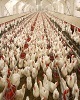 استفاده از هورمون در پرورش مرغ واقعیت یا شایعه ؟!